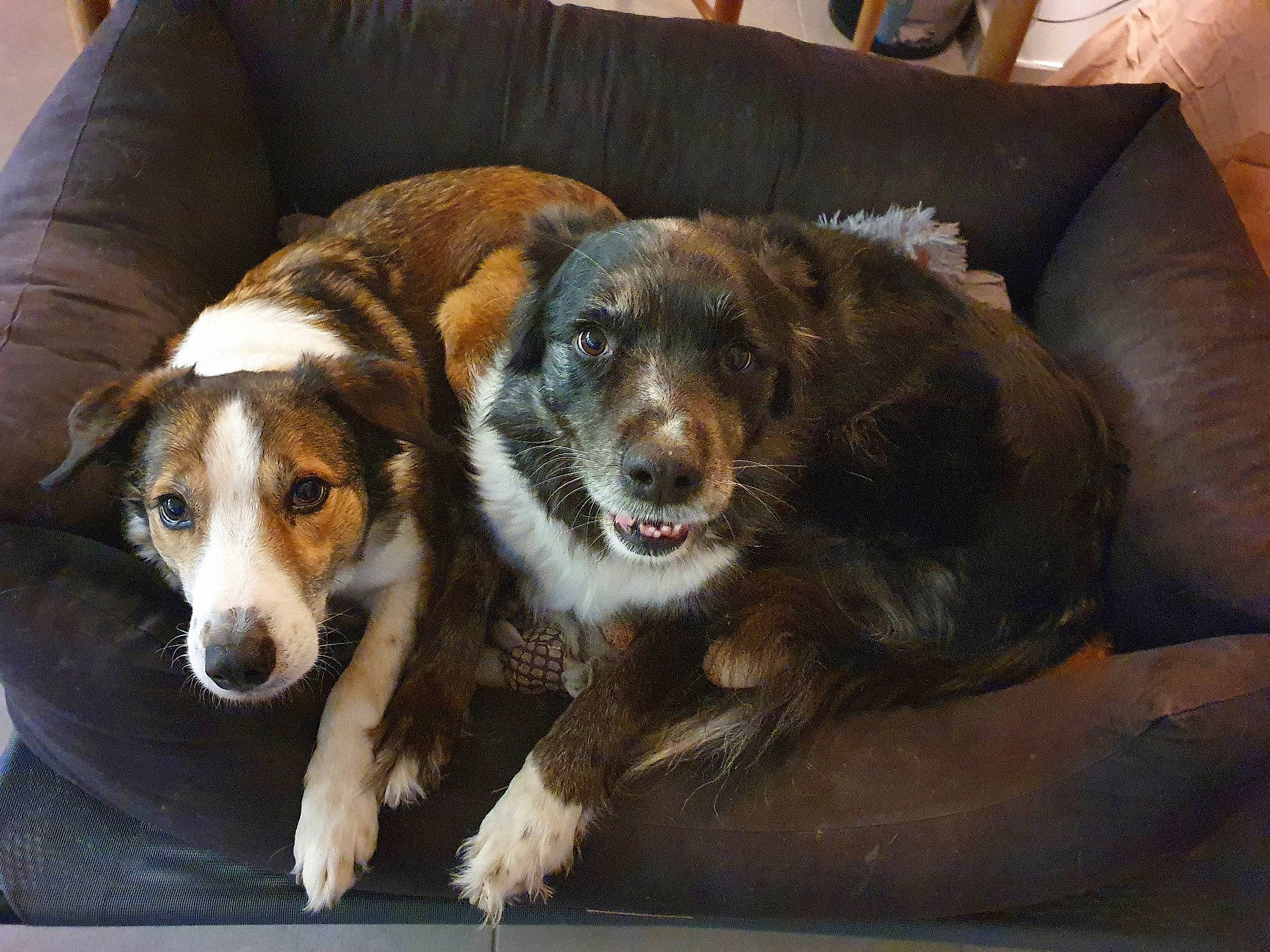 Loulou participe au concours pour gagner de l'argent avec cette photo : bored, canidae, carnivore, chair, comfort, companion_dog, couch, dog, dog_breed, fur, furniture, living_room, sleeper_chair, sofa_bed, studio_couch, terrestrial_animal, whiskers, working_animal, working_dog