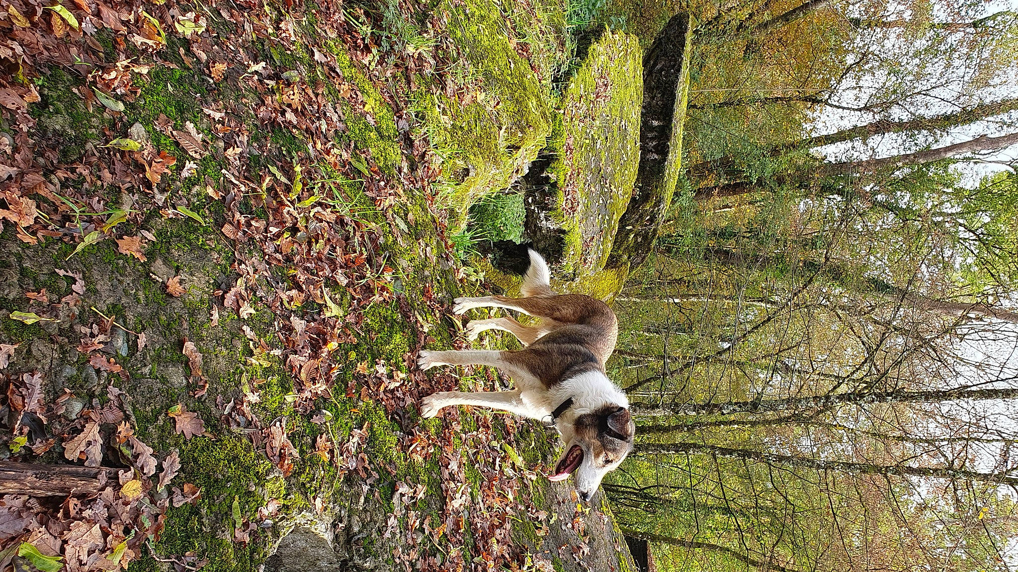 Loulou a rejoint le concours — aidez-le/la à gagner de superbes lots ! branch, deciduous, fawn, forest, grass, groundcover, jungle, northern_hardwood_forest, plant, sporting_group, tail, temperate_broadleaf_and_mixed_forest, terrestrial_animal, terrestrial_plant, tree, trunk, twig, wildlife, wood, woodland