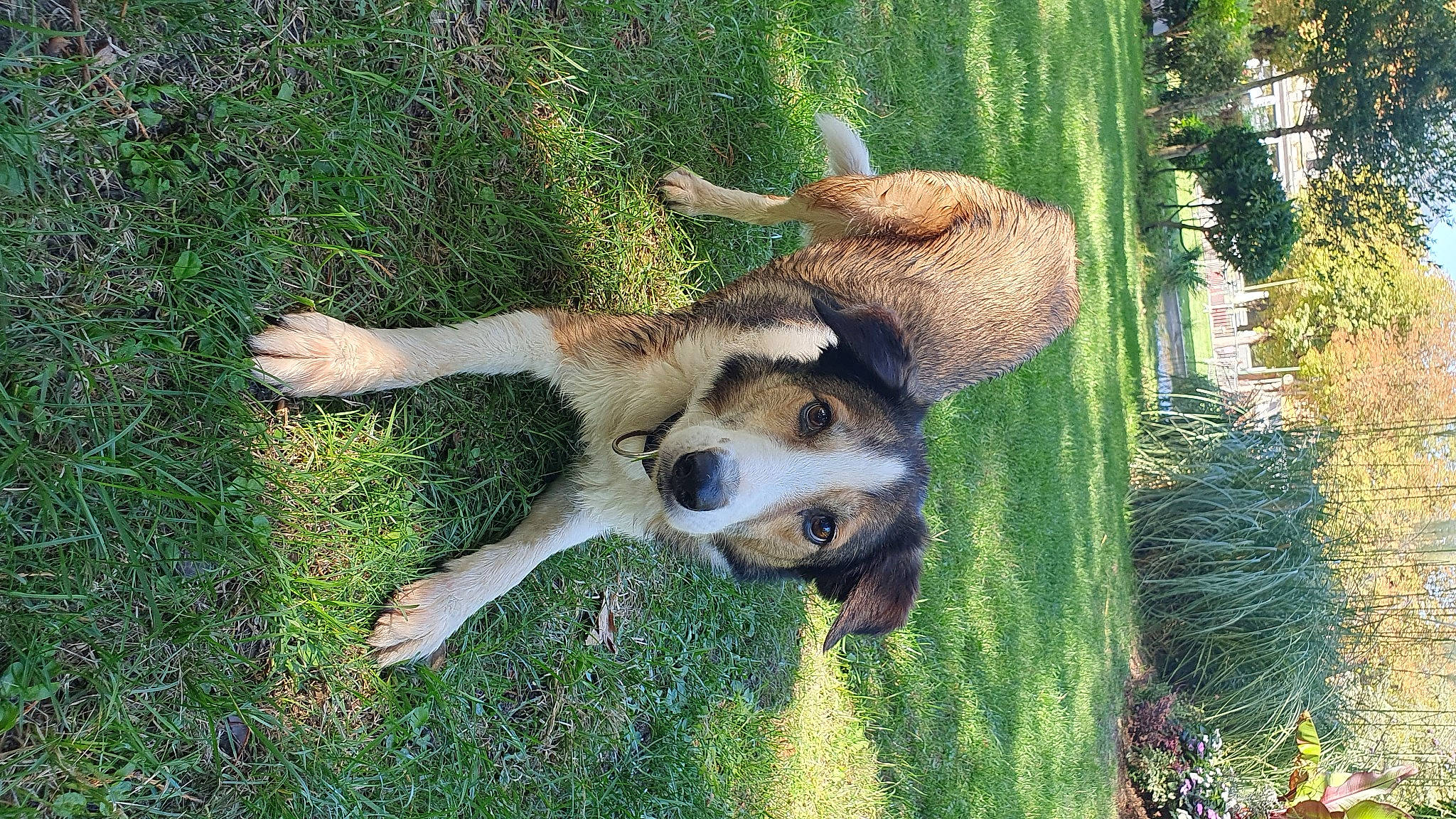Loulou a rejoint le concours — aidez-le/la à gagner de superbes lots ! canidae, carnivore, companion_dog, dog, dog_breed, fawn, grass, grass_family, groundcover, herding_dog, natural_landscape, pasture, plant, snout, sporting_group, tail, terrestrial_animal, tree, working_animal, working_dog