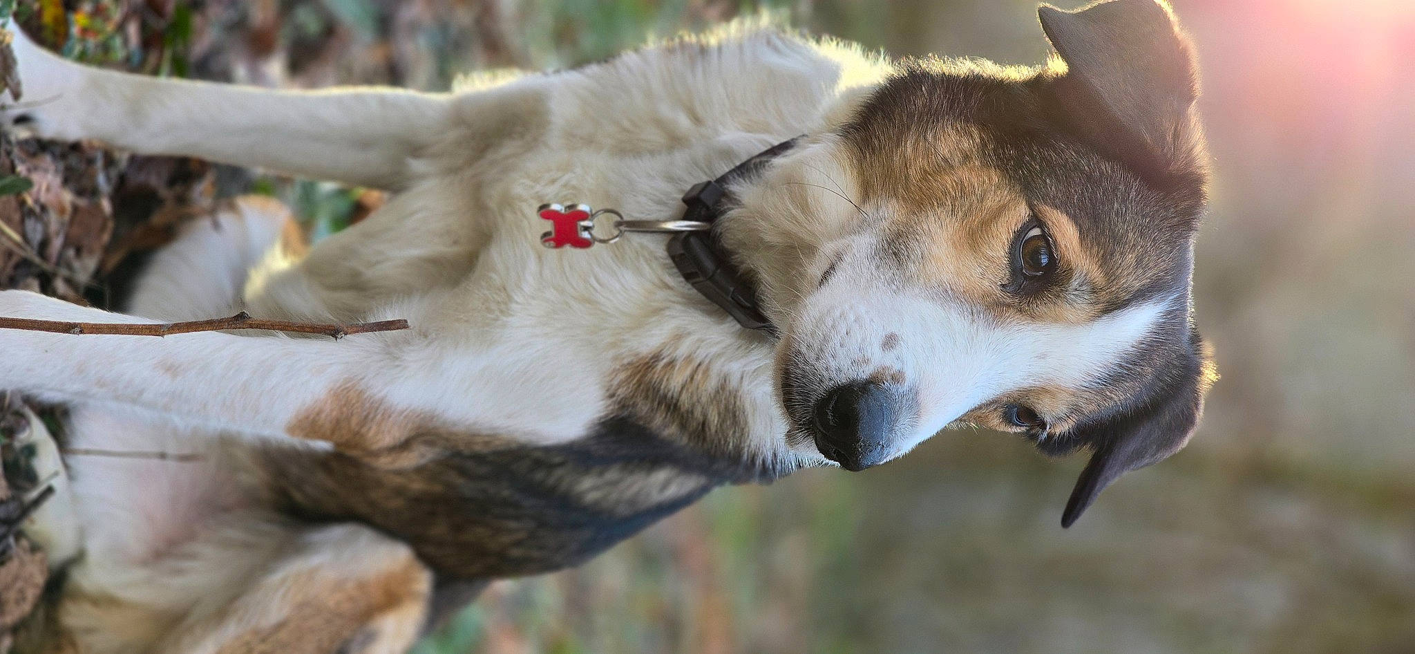 Loulou participe au concours pour gagner de l'argent avec cette photo : ancient_dog_breeds, canidae, canis, carnivore, collar, dog, dog_breed, fang, fawn, felidae, fur, red_wolf, small_to_medium_sized_cats, snout, tail, terrestrial_animal, whiskers, wildlife, wolf, working_dog
