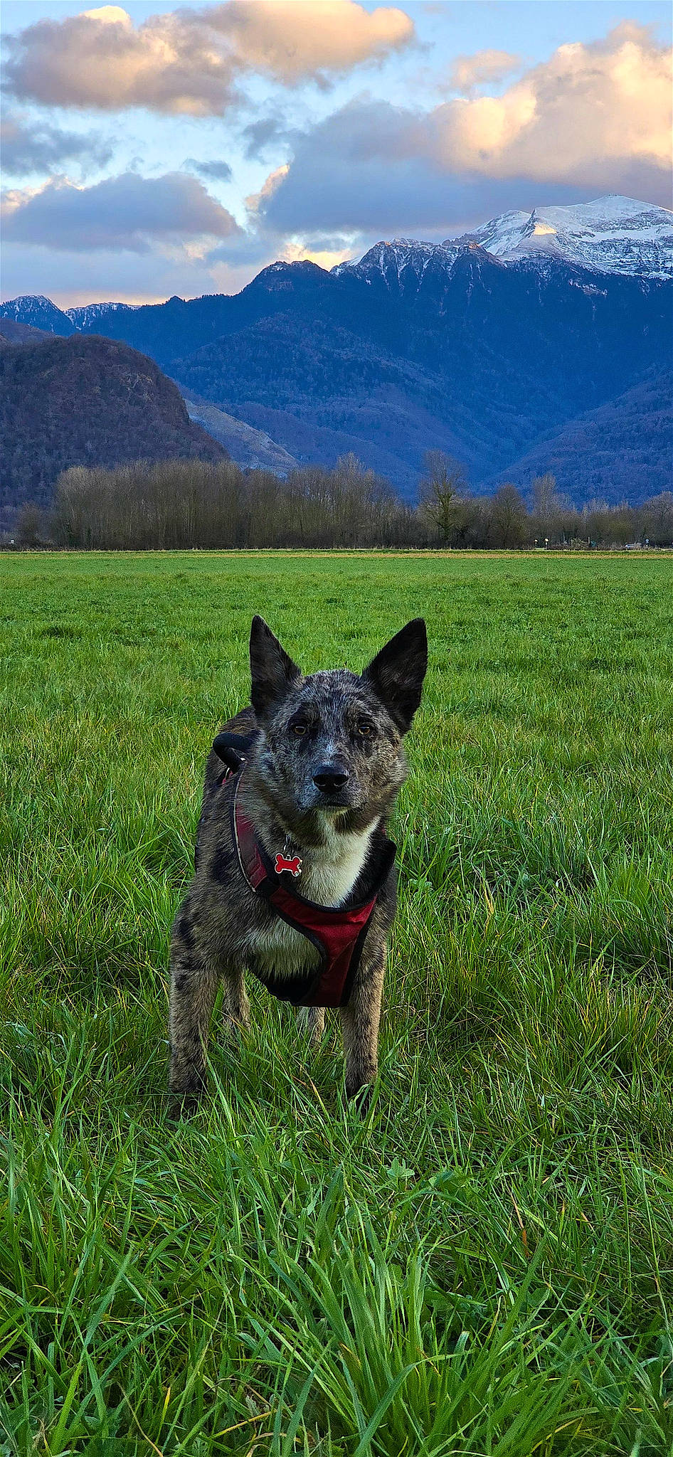 Nova participe au concours pour gagner de l'argent avec cette photo : australian_cattle_dog, australian_stumpy_tail_cattle_dog, carnivore, cloud, dog, dog_breed, grass, grassland, herding_dog, landscape, mountain, mountain_range, natural_landscape, plant, sky, snout, sporting_group, terrestrial_animal, tree, working_animal