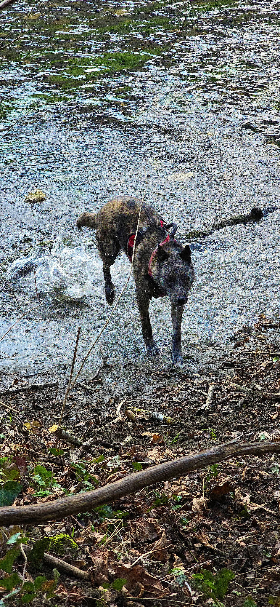 Nova participe au concours pour gagner de l'argent avec cette photo : canidae, carnivore, collar, dog, dog_breed, dog_collar, fawn, hunting_dog, leash, non_sporting_group, plant, soil, sporting_group, tail, terrestrial_animal, tracking_trial, treeing_tennessee_brindle, water, working_animal