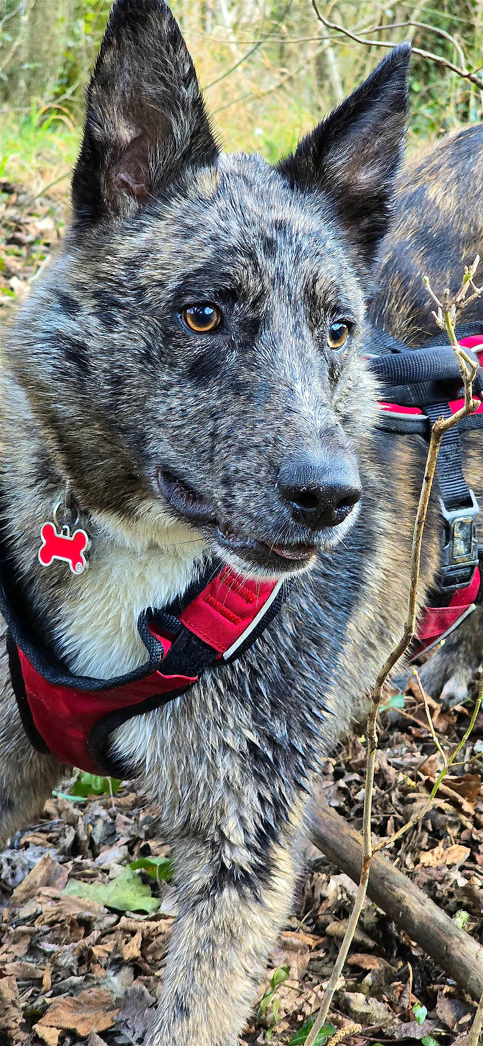 Nova a rejoint le concours — aidez-le/la à gagner de superbes lots ! canidae, carnivore, collar, companion_dog, dog, dog_breed, dog_collar, dog_supply, fur, grass, herding_dog, leash, pack_animal, pet_supply, snout, sporting_group, whiskers, winter, working_animal, working_dog