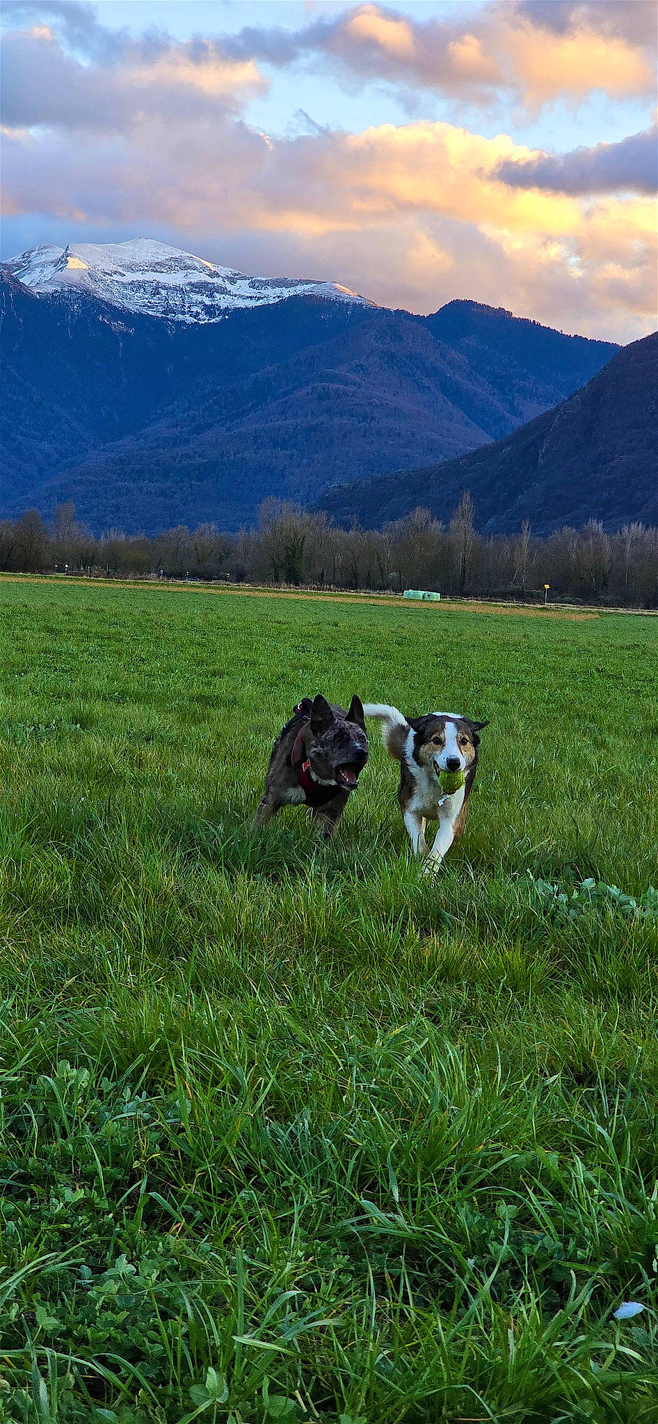 Nova participe au concours pour gagner de l'argent avec cette photo : carnivore, cloud, dog, dog_breed, field, grass, grassland, highland, hill, landscape, meadow, mountain, mountain_range, natural_landscape, people_in_nature, plant, prairie, sky, sporting_group, working_animal