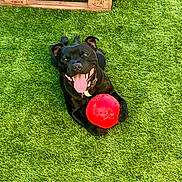 Usko a rejoint le concours — aidez-le/la à gagner de superbes lots ! animal, black_dog, canine, collar, cute, dog, fur, grass, happy, lawn, lying_down, outdoor, pet, playful, red_ball, summer, sunlight, tongue_out, toy, wooden_pallet