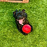 animal, black_dog, canine, collar, cute, dog, fur, grass, happy, lawn, lying_down, outdoor, pet, playful, red_ball, summer, sunlight, tongue_out, toy, wooden_pallet
