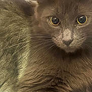 Lullaby is registered to the contest to win money with this photo: cat, close_up, gray_fur, yellow_eyes, pet, animal, whiskers, feline, indoor, fur, cute, curious, portrait, mammal, soft, domestic, whiskers_visible, looking, face, fur_texture