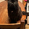 animal, black_cat, cat, chair, closeup, curious, cute, domestic_animal, feline, fur, furniture, home, indoor, looking_up, pet, sitting, tabby, table, whiskers, wooden_table