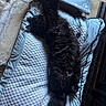 Hope participe au concours pour gagner de l'argent avec cette photo : animal, bed, black_cat, cat, cozy, cute, domestic_cat, feline, fluffy_fur, indoor, long_tail, paw, pet_bed, relaxed, resting, sleeping_area, soft_texture, stretching, tile_floor, whiskers