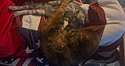 Hope participe au concours pour gagner de l'argent avec cette photo : animal, animal_companion, blanket, cat, cats, cozy, cuddle, cute, domestic, feline, friendship, fur, indoor, paw, pets, relaxing, resting, sleeping, striped, tabby