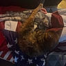 animal, animal_companion, blanket, cat, cats, cozy, cuddle, cute, domestic, feline, friendship, fur, indoor, paw, pets, relaxing, resting, sleeping, striped, tabby