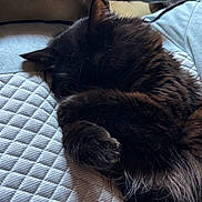 Hope participe au concours pour gagner de l'argent avec cette photo : animal, black_cat, cat, closeup, cozy, curled_up, domestic_cat, feline, fur, indoor, napping, paw, pet, quiet, quilted_bedspread, resting, sleeping, soft, texture, whiskers