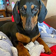 Ellie Bellie joined the competition — help win amazing prizes! dog, dachshund, pet, animal, blanket, red, brown, black, fur, paws, indoors, couch, relaxing, portrait, closeup, cute, looking, soft, cozy, companion
