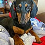 dog, dachshund, pet, animal, blanket, red, brown, black, fur, paws, indoors, couch, relaxing, portrait, closeup, cute, looking, soft, cozy, companion