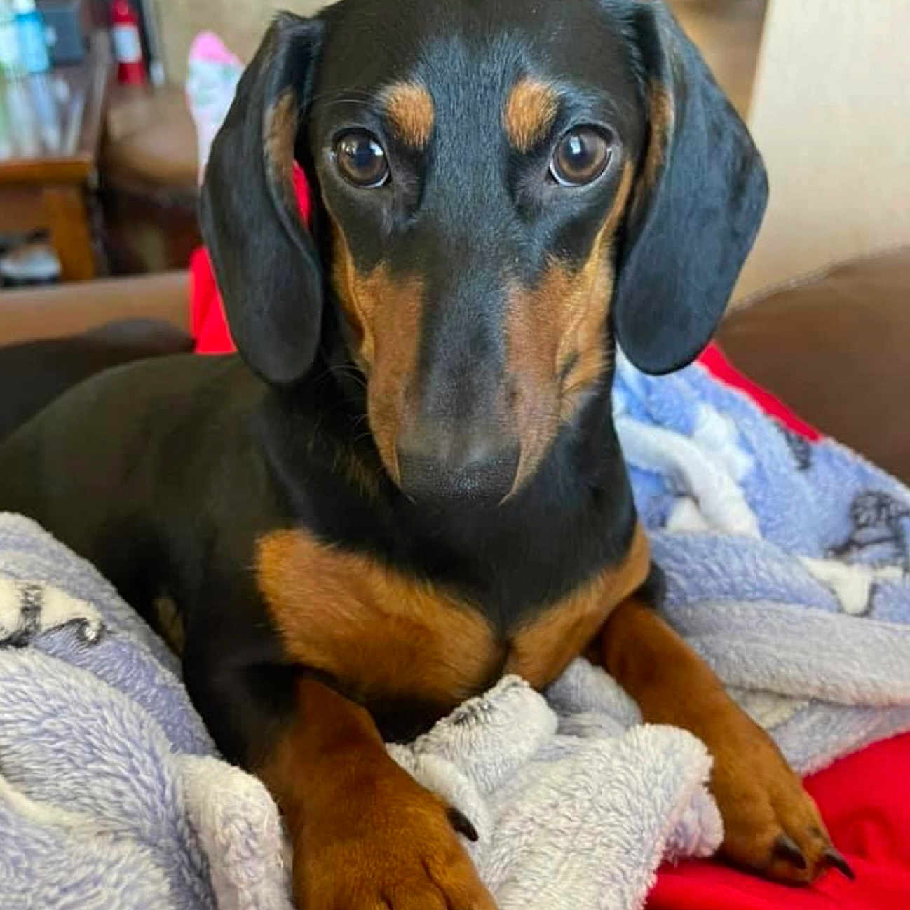 Ellie Bellie joined the competition — help win amazing prizes! animal, black, blanket, brown, closeup, companion, couch, cozy, cute, dachshund, dog, fur, indoors, looking, paws, pet, portrait, red, relaxing, soft