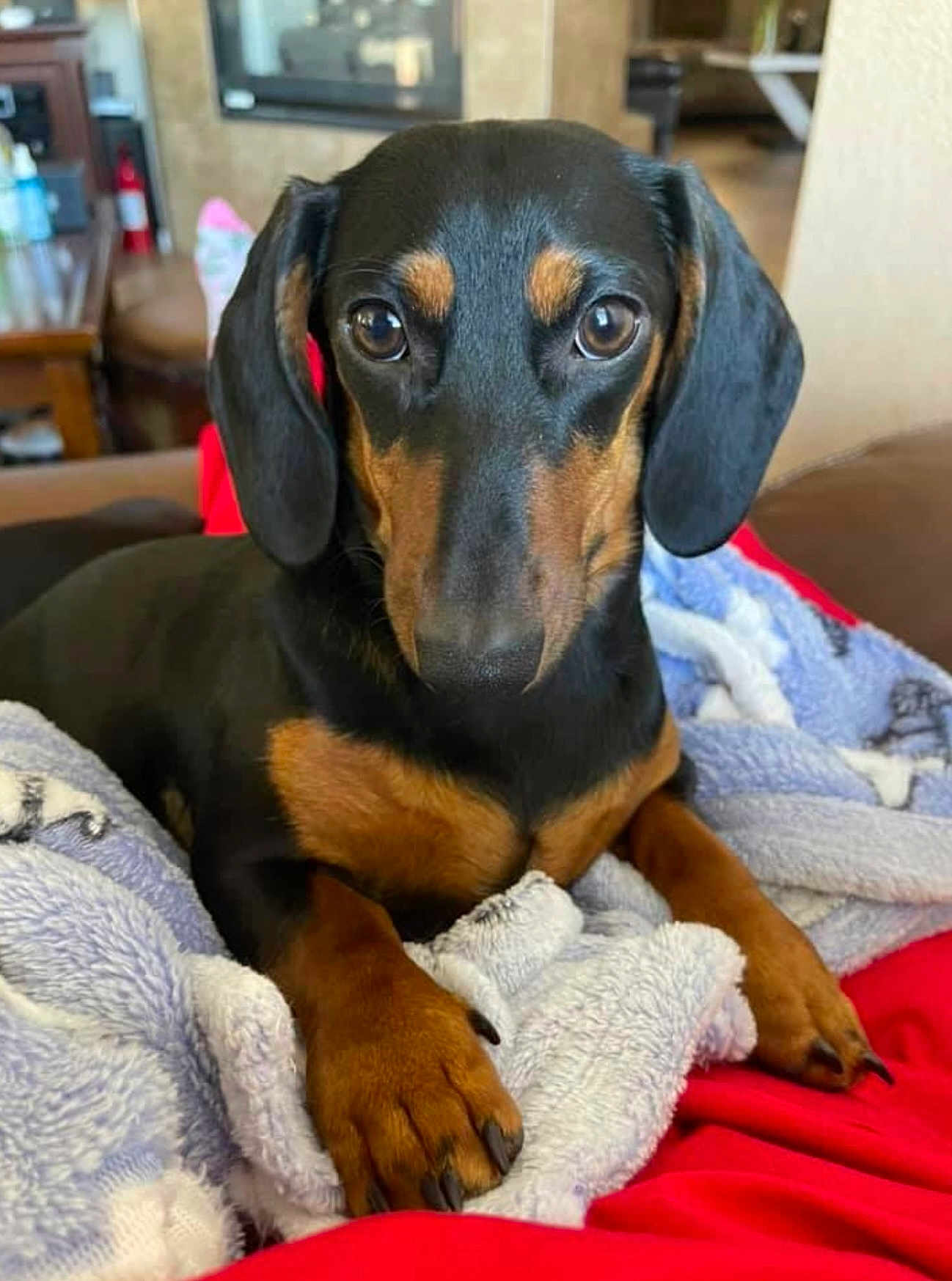 Ellie Bellie joined the competition — help win amazing prizes! dog, dachshund, pet, animal, blanket, red, brown, black, fur, paws, indoors, couch, relaxing, portrait, closeup, cute, looking, soft, cozy, companion