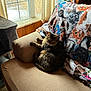 armrest, blanket, cat, cat_pattern, couch, cozy, curtains, feline, furniture, home, indoor, living_room, natural_light, pet, relaxing, resting, soft_light, tabby_cat, textured, window