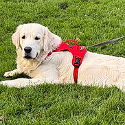 Végas participe au concours pour gagner de l'argent avec cette photo : animal, canine, daylight, dog, fur, golden_retriever, grass, green_grass, harness, leash, lying_down, mammal, nature, outdoor, park, pet, puppy, red_harness, relaxed, young_dog