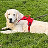 animal, canine, daylight, dog, fur, golden_retriever, grass, green_grass, harness, leash, lying_down, mammal, nature, outdoor, park, pet, puppy, red_harness, relaxed, young_dog