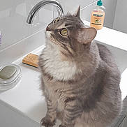 Hyzia participe au concours pour gagner de l'argent avec cette photo : animal, bathroom, cat, countertop, cute, faucet, fluffy, fur, gray_cat, indoors, pet, portrait, sink, sitting, soap_dispenser, sponge, tabby, tile, whiskers, yellow_eyes