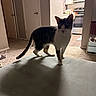 Lucy Gray joined the competition — help win amazing prizes! cat, black_and_white, tabby, pet, animal, standing, indoors, home, living_room, kitchen, hallway, ottoman, furniture, carpet, ears, whiskers, tail, portrait, domestic_animal, photography