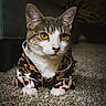Lucy Gray joined the competition — help win amazing prizes! cat, pet, animal, feline, leopard_print, clothing, costume, outfit, portrait, close_up, yellow_eyes, whiskers, ears, white_fur, tabby, sitting, carpet, indoor, home, fashionable