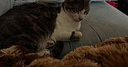 Lucy Gray joined the competition — help win amazing prizes! cat, gray_cat, white_cat, sleeping, sleepy, curled_up, pet, animal, couch, sofa, blanket, furry_blanket, pillow, indoors, home, cozy, relaxed, seated, tabby, portrait