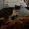 cat, gray_cat, white_cat, sleeping, sleepy, curled_up, pet, animal, couch, sofa, blanket, furry_blanket, pillow, indoors, home, cozy, relaxed, seated, tabby, portrait