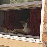 Lucy Gray is registered to the contest to win money with this photo: cat, feline, animal, pet, sitting, window, window_screen, curtain, indoor, home, house, brick, wall, glass, portrait, white_fur, gray_fur, alert, cozy, outdoor_view