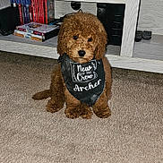Archer is registered to the contest to win money with this photo: accessories, animal, canine, couch, dog, furniture, hockey, homedecor, icehockey, icehockeypuck, pet, poodle, puppy, rink, shelf, skating, sport, table, terrier, toy