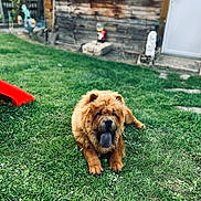 Vaïko participe au concours pour gagner de l'argent avec cette photo : animal, backyard, canine, chow_chow, cute, daylight, dog, fluffy, fur, garden, grass, lawn, nature, outdoor, pet, red_slide, relaxed, summer, tongue, wooden_shed