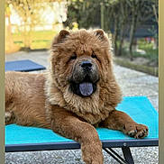 Vaïko a rejoint le concours — aidez-le/la à gagner de superbes lots ! dog, chow_chow, pet, animal, fluffy, tongue_out, resting, outdoor, garden, bench, furry, canine, relaxed, sunlight, paw, bed, nature, summer, cute, portrait