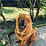 Vaïko a rejoint le concours — aidez-le/la à gagner de superbes lots ! animal, brown_fur, canine, chow_chow, closeup, daylight, dog, fluffy, garden, grass, happy, nature, outdoor, path, pet, playful, sitting, smiling, sunlight, tongue
