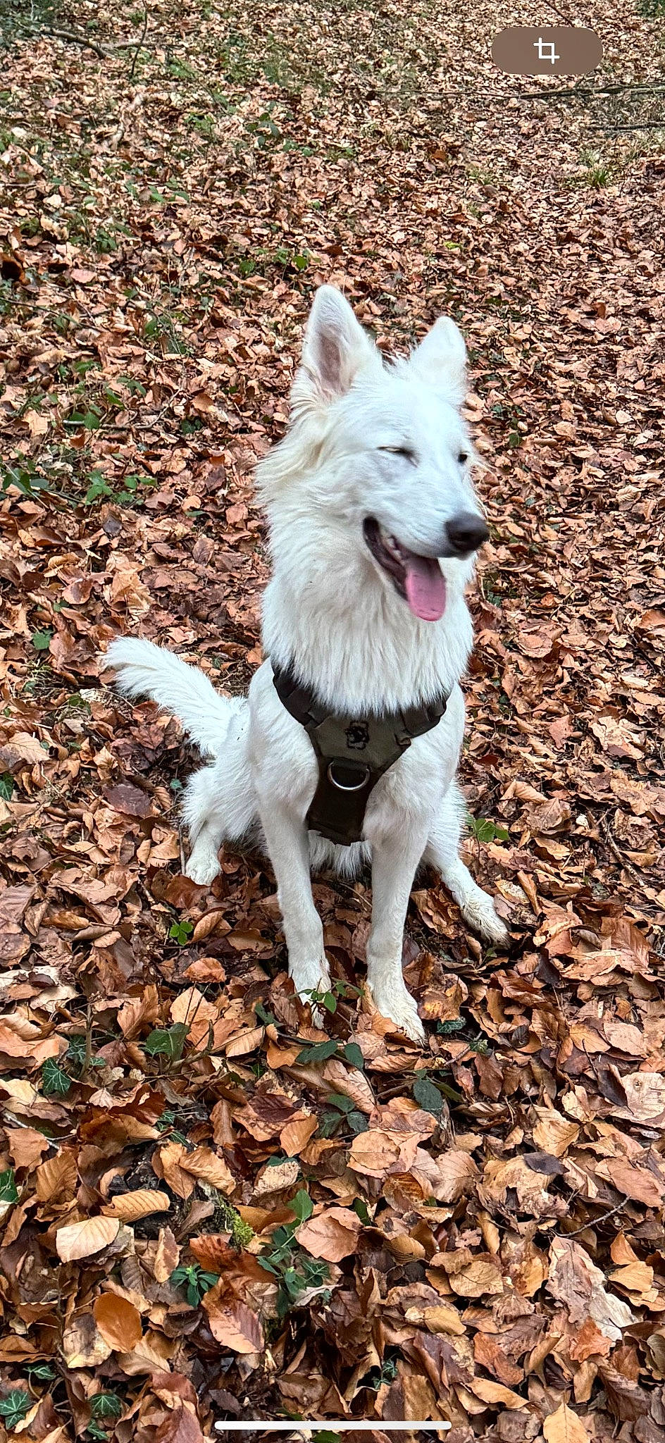 Ruby participe au concours pour gagner de l'argent avec cette photo : ancient_dog_breeds, canidae, canis, carnivore, companion_dog, dog, dog_breed, fur, grass, non_sporting_group, soil, sporting_group, tail, terrestrial_animal, white_shepherd, working_animal, working_dog