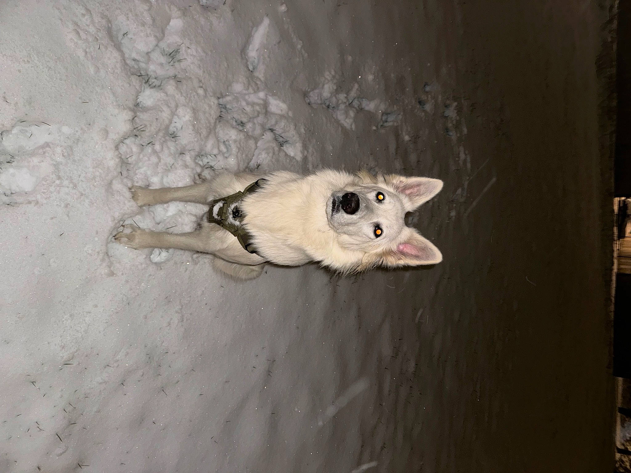 Ruby participe au concours pour gagner de l'argent avec cette photo : canidae, carnivore, claw, dog, dog_breed, felidae, fur, non_sporting_group, paw, small_to_medium_sized_cats, sporting_group, tail, whiskers, wildlife, wood