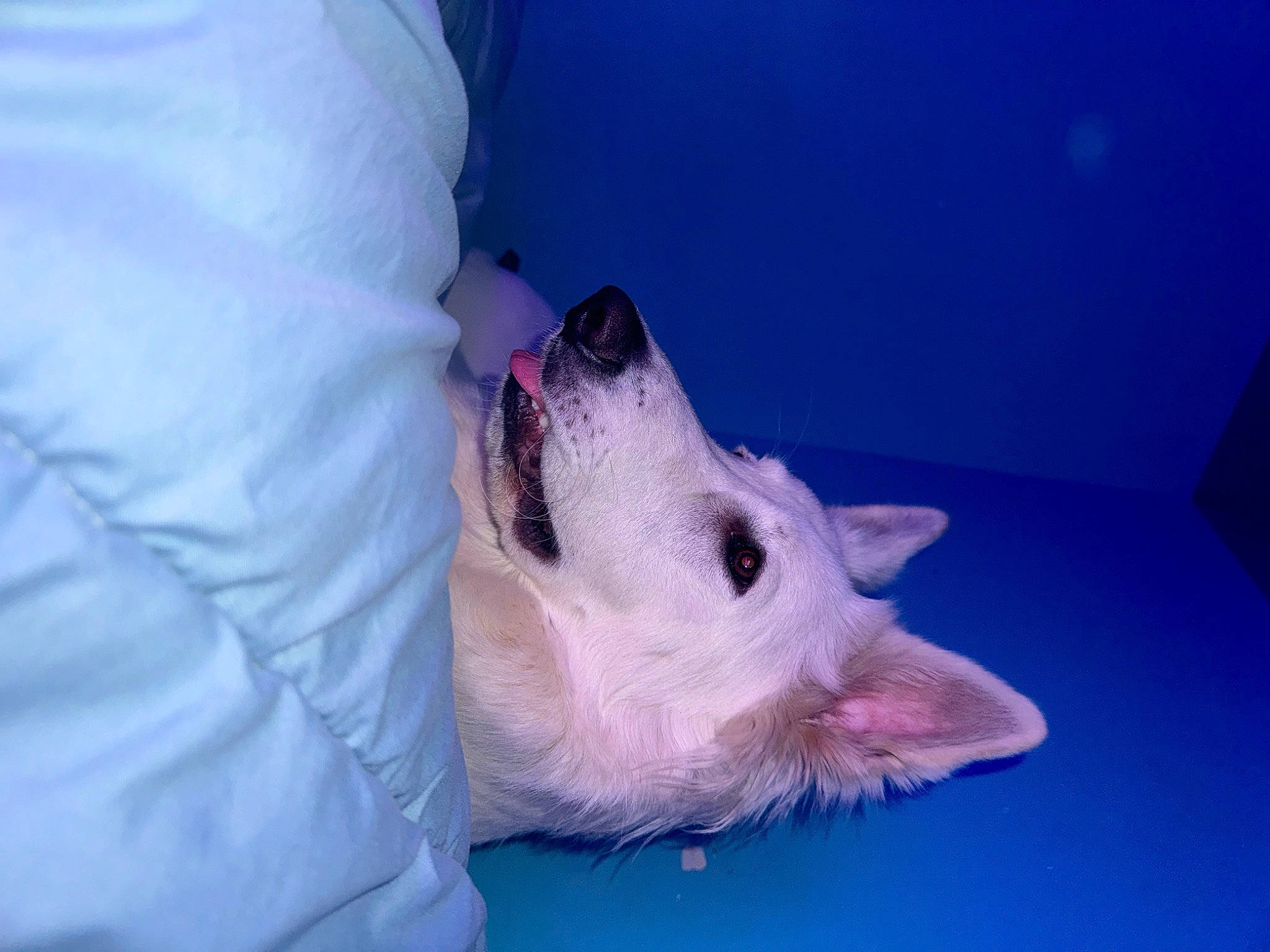 Ruby a rejoint le concours — aidez-le/la à gagner de superbes lots ! canidae, carnivore, claw, domestic_short_haired_cat, electric_blue, fawn, felidae, fur, mouse, muroidea, paw, pest, rat, rodent, small_to_medium_sized_cats, snout, tail, whiskers