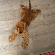 Atchoum participe au concours pour gagner de l'argent avec cette photo : dog, golden_retriever, puppy, floor, indoor, wooden_floor, lying_down, pet, canine, animal, fluffy, looking_up, legs, feet, casual, relaxed, home, cozy, brown, fur