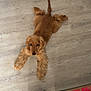 dog, golden_retriever, puppy, floor, indoor, wooden_floor, lying_down, pet, canine, animal, fluffy, looking_up, legs, feet, casual, relaxed, home, cozy, brown, fur