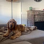 Atchoum participe au concours pour gagner de l'argent avec cette photo : dog, golden_retriever, couch, blanket, lamp, living_room, fireplace, clock, interior, furniture, cozy, pet, relaxing, home, canine, fur, animal, resting, indoor, comfort