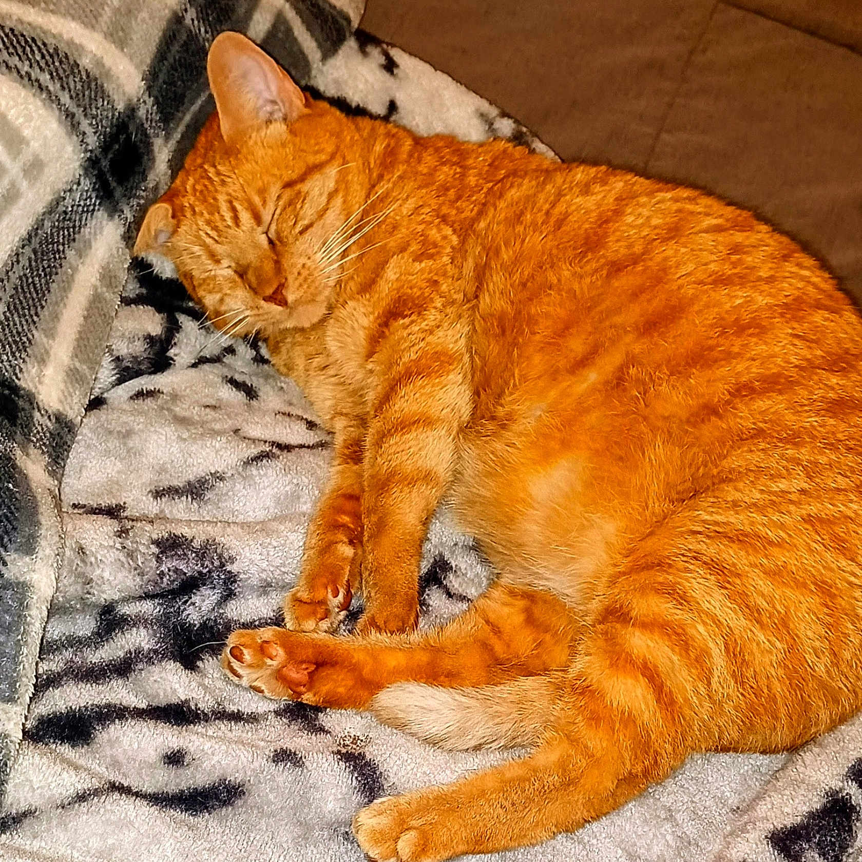 Tigger joined the competition — help win amazing prizes! animal, blanket, cat, comfort, cozy, cute, cute_pet, feline, fur, home, indoor, nap, orange_tabby, paw, pet, relaxed, resting, sleeping, soft, whiskers