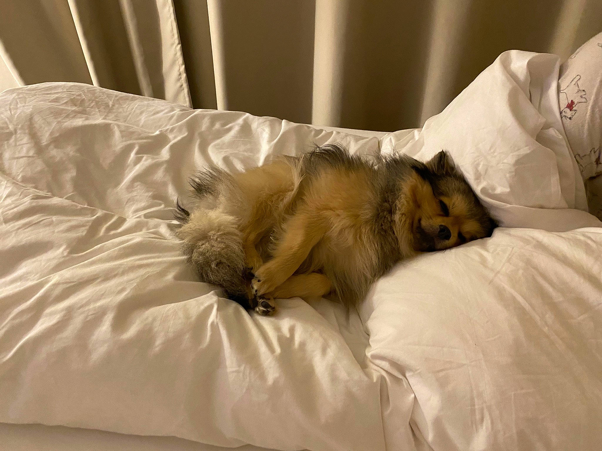 Pouky participe au concours pour gagner de l'argent avec cette photo : bed, bedding, canidae, carnivore, cat, claw, comfort, companion_dog, dog_breed, duvet, fawn, felidae, fur, linens, nap, room, small_to_medium_sized_cats, sporting_group, tail, whiskers