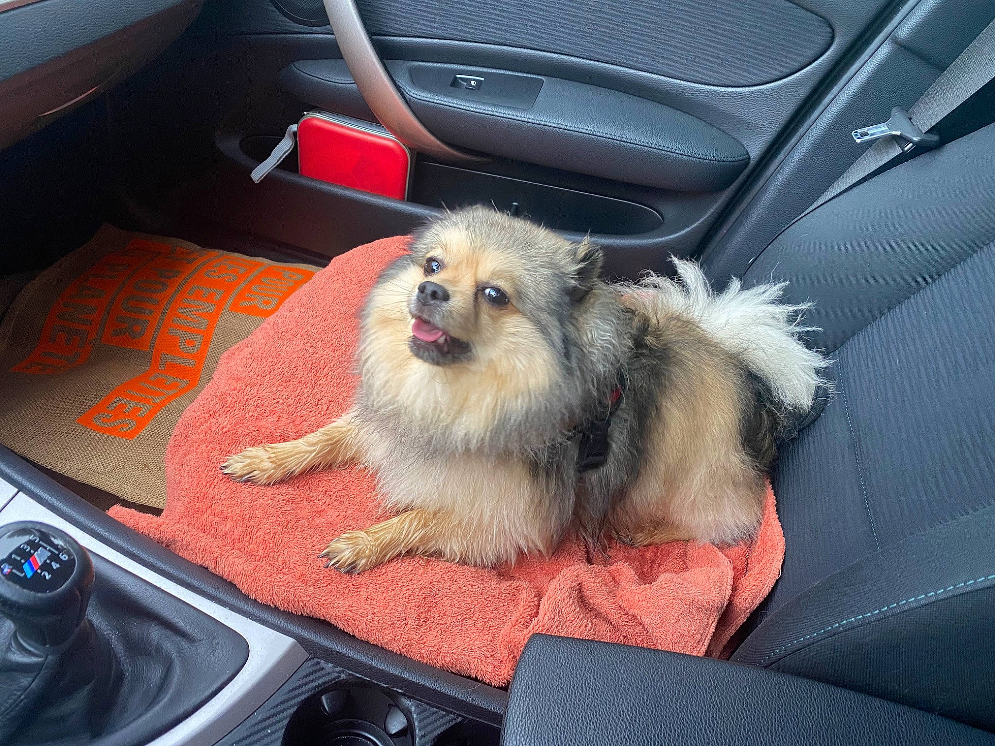 Pouky a rejoint le concours — aidez-le/la à gagner de superbes lots ! auto_part, automotive_design, automotive_exterior, bumper, canidae, carnivore, companion_dog, dog, dog_breed, family_car, fawn, fur, hood, luxury_vehicle, motor_vehicle, personal_luxury_car, snout, toy_dog, vehicle_door, windscreen_wiper