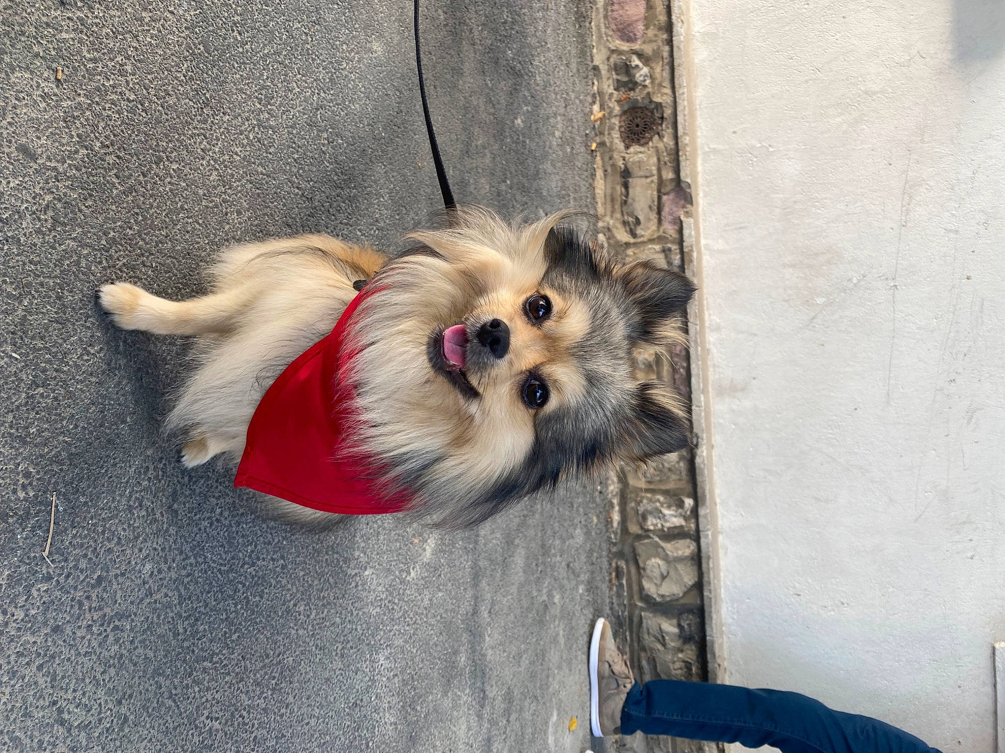 Pouky participe au concours pour gagner de l'argent avec cette photo : carnivore, collar, companion_dog, dog, dog_breed, dog_clothes, dog_collar, dog_supply, fawn, felidae, german_spitz, leash, pet_supply, small_terrier, spitz, sporting_group, tail, terrier, toy_dog, whiskers