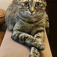 Maya participe au concours pour gagner de l'argent avec cette photo : armrest, cat, closeup, couch, crossed_paws, curious, domestic_animal, ears, feline, fur, furniture, household, indoor, looking_at_camera, paws, pet, resting, tabby, whiskers, wide_eyes