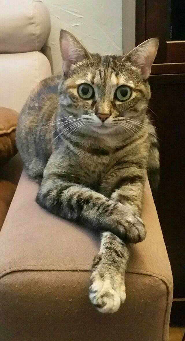 Maya