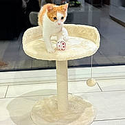 Caramel participe au concours pour gagner de l'argent avec cette photo : kitten, cat, cat_tree, toy_ball, orange_and_white, paw, indoor, tile_floor, furniture, reflection, glass_door, person, living_room, home, pet, cute, playful, animal, young_cat, cozy