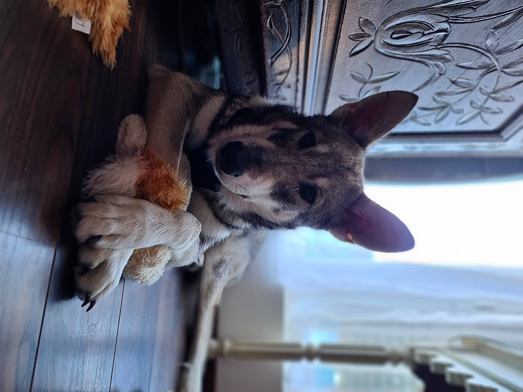 Liberty a rejoint le concours — aidez-le/la à gagner de superbes lots ! animal_shelter, canidae, carnivore, claw, computer_keyboard, dog_breed, domestic_short_haired_cat, fawn, felidae, fur, paw, small_to_medium_sized_cats, snout, tail, terrestrial_animal, wallaby, whiskers, wildlife, window, wood