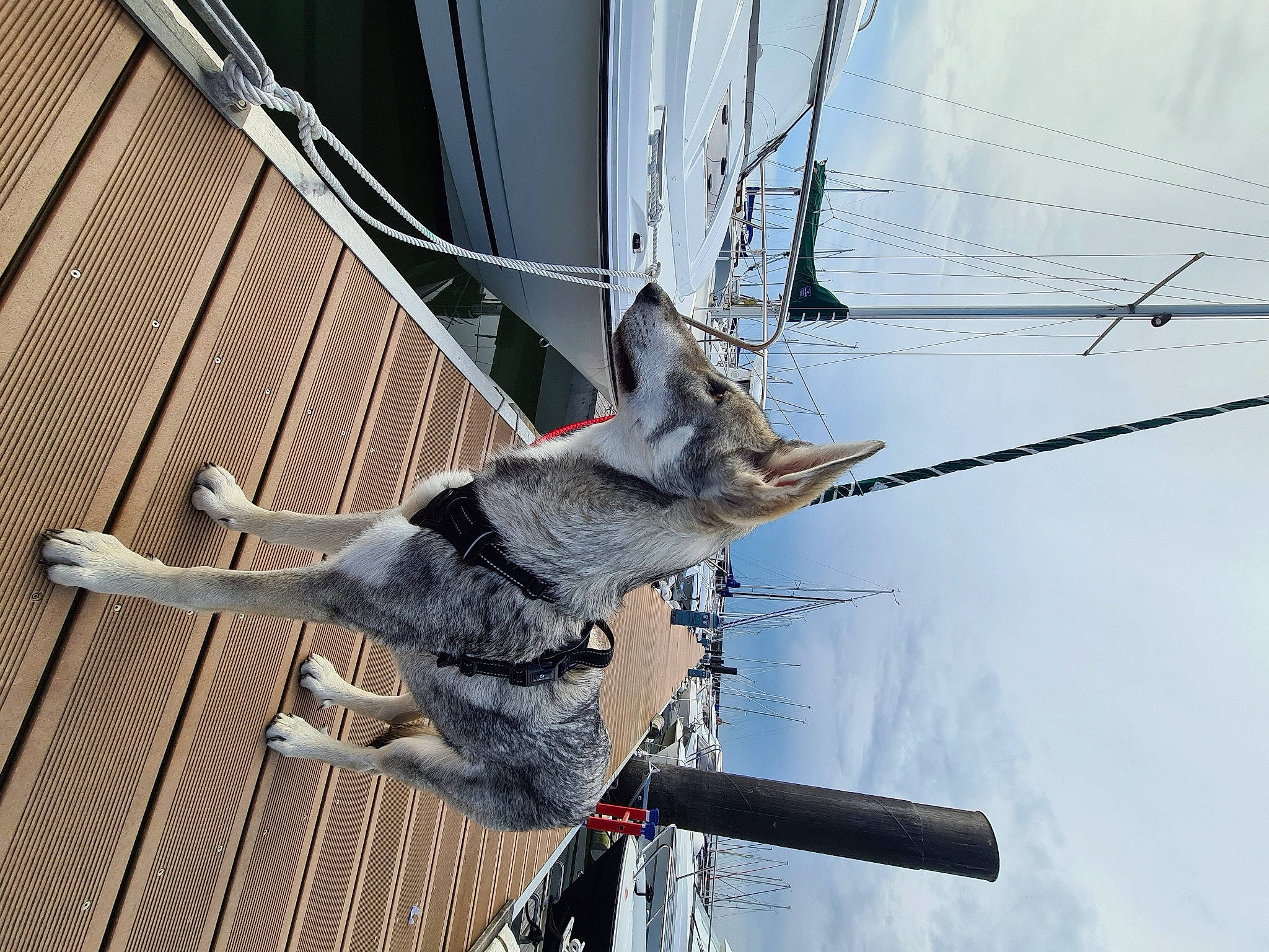Liberty a rejoint le concours — aidez-le/la à gagner de superbes lots ! cloud, electric_blue, electrical_supply, electricity, line, mast, overhead_power_line, pole, public_utility, rope, sky, wire