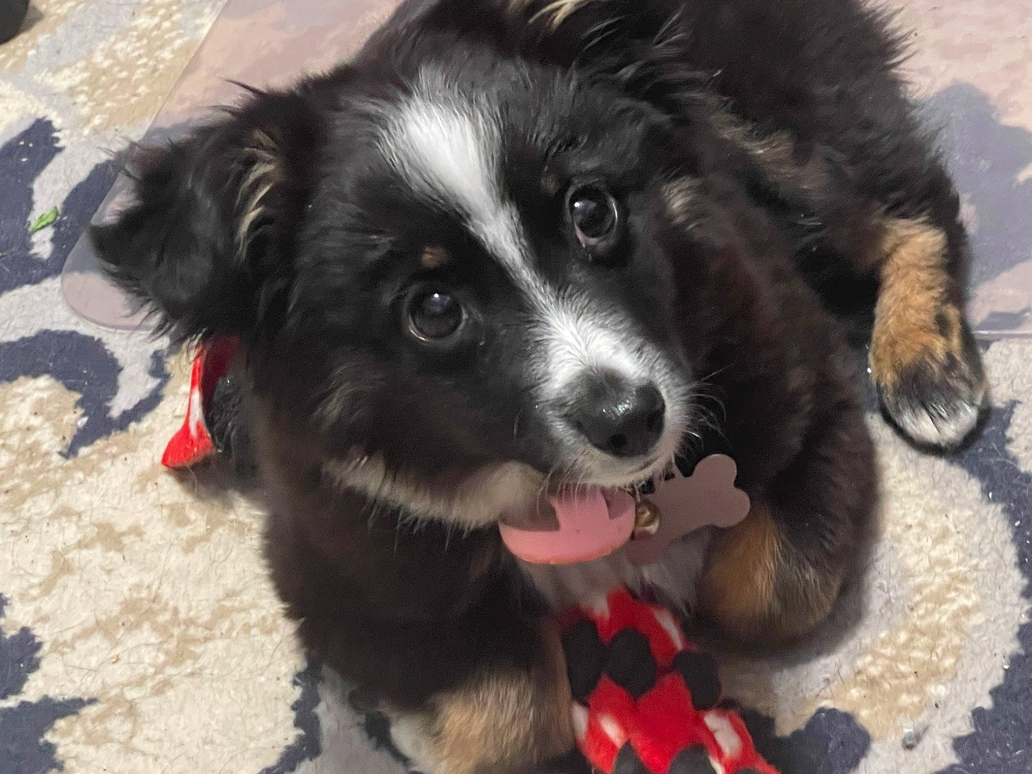 Diamond is registered to the contest to win money with this photo: ancient_dog_breeds, australian_collie, borador, border_collie, bored, canidae, carnivore, collar, companion_dog, dog, dog_breed, fur, herding_dog, puppy, snout, sporting_group, terrestrial_animal, whiskers, working_animal, working_dog