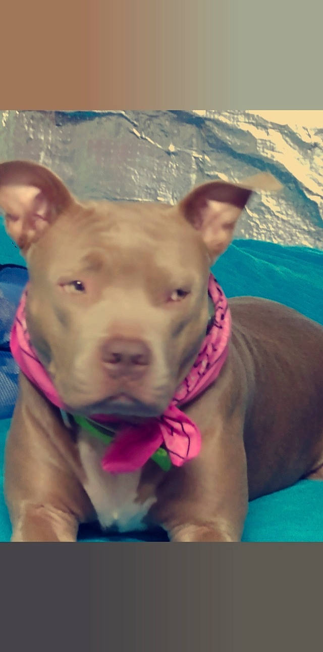 Luna is registered to the contest to win money with this photo: adventure, canidae, carnivore, close_up, collar, companion_dog, dog, dog_breed, dog_collar, dog_supply, ear, fawn, magenta, non_sporting_group, pink, snout, sporting_group, terrestrial_animal, whiskers, working_animal